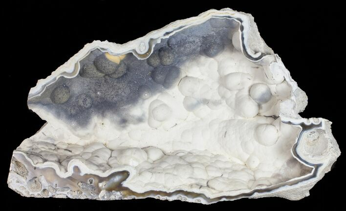 Beautiful, Agatized Fossil Coral Geode - Florida #57674